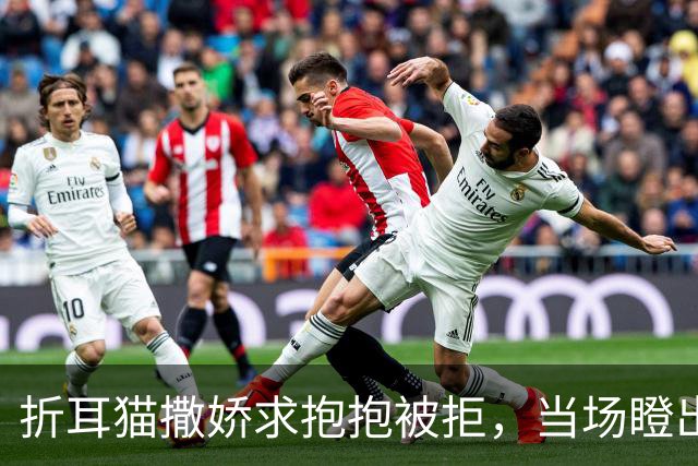 折耳猫撒娇求抱抱被拒，当场瞪出死亡凝视，又气又萌！